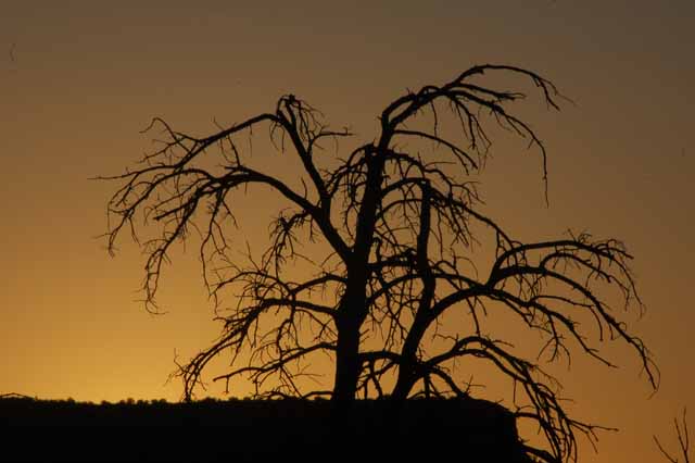 tree silhouette at sunset